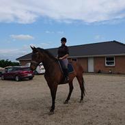 Dansk Varmblod Milano