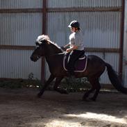 Islænder Fifi fra isstod