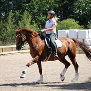 Tysk Oldenburger First Romance Bastbjerg