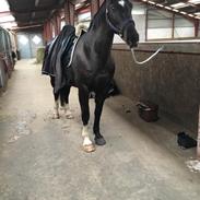 Oldenborg Borgstrøms Miss Queeny