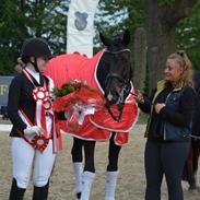 Dansk Varmblod Sir salvador