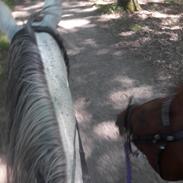 Traver Billie Jean King 