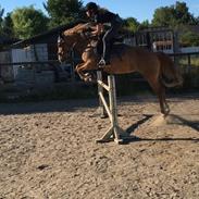 Anden særlig race Soffy