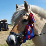Fjordhest Marius skovå