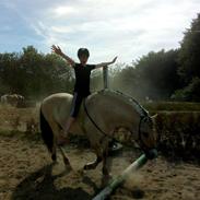 Fjordhest Marius skovå