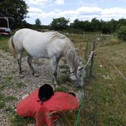 Arabisk fuldblod (OX) petunia