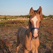 Sportsaraber (A) Vihva Aquila d'Or