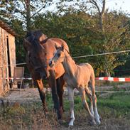 Sportsaraber (A) Vihva Aquila d'Or