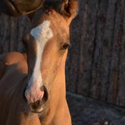 Sportsaraber (A) Vihva Aquila d'Or