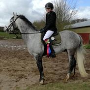 Tysk Sportspony Prince Vincent