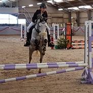 Tysk Sportspony Prince Vincent