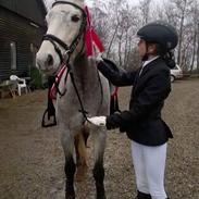 Tysk Sportspony Prince Vincent