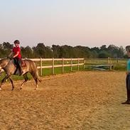 Tysk Sportspony Prince Vincent