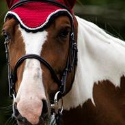 Anden særlig race Hope Silverstar