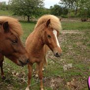 Islænder Steik Fra Ny Amtoftgaard