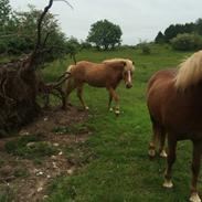 Islænder Steik Fra Ny Amtoftgaard
