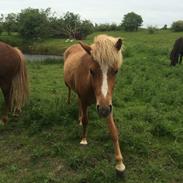 Islænder Steik Fra Ny Amtoftgaard