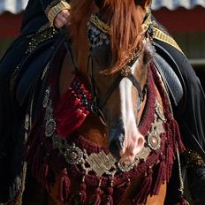 Arabisk fuldblod (OX) Itaya El Shaklan