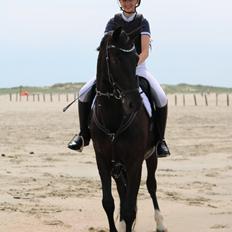 Dansk Varmblod Tranholms Santiago