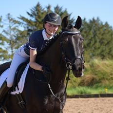 Dansk Varmblod Tranholms Santiago