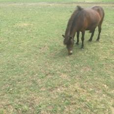 Anden særlig race Fiona