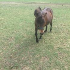 Anden særlig race Fiona