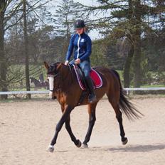 Hollandsk Varmblod Tamira