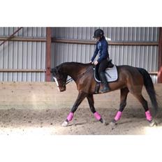 Hollandsk Varmblod Tamira