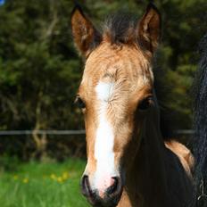 New Forest Calandias cream on top