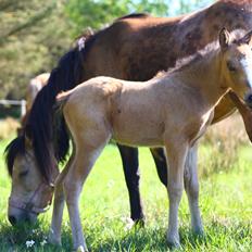 New Forest Calandias cream on top