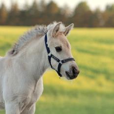 Fjordhest Gyldenfjords valiant