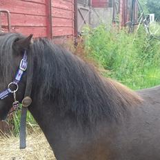 Anden særlig race Filur