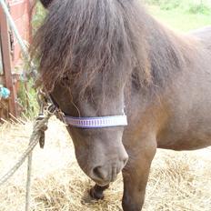 Anden særlig race Filur