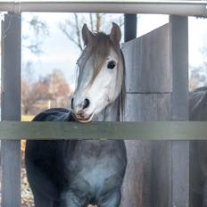 Connemara Dambækgårds Rubbin