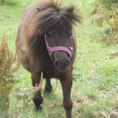 Anden særlig race Sally (prinsessen)