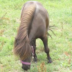 Anden særlig race Sally (prinsessen)