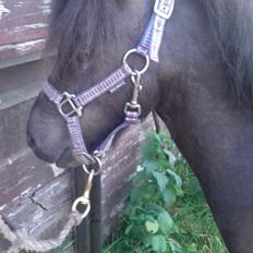 Anden særlig race Filur