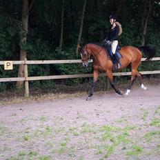 Dansk Varmblod Elektra Lysegård