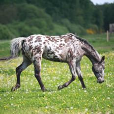 Knabstrupper Ingemanns korsika (afdød 22-1 2021)