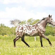 Knabstrupper Ingemanns korsika (afdød 22-1 2021)