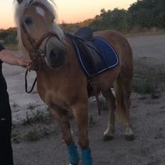 Haflinger Alonzo af åtte bjerge