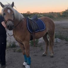 Haflinger Alonzo af åtte bjerge