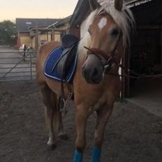 Haflinger Alonzo af åtte bjerge