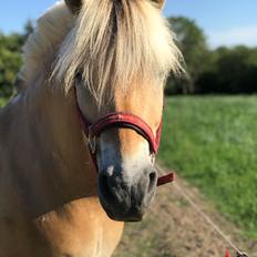 Fjordhest Grangårdens Cashmir