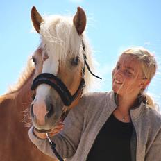 Haflinger MissZaramina