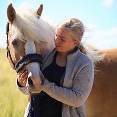 Haflinger MissZaramina