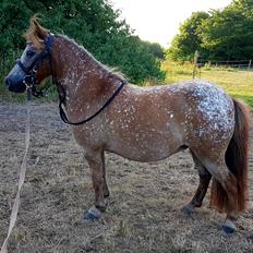 Knabstrupper Pippi SOLGT