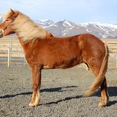 Islænder Dyggð Frá Skipanesi