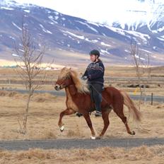 Islænder Dyggð Frá Skipanesi