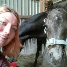 Welsh Partbred (Sec F) Culmbach`s Jolene